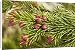 Canvas Prints of Norway spruce in flower from Ardea Wildlife Pets