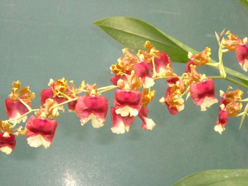 Hawaiian Orchid Plant