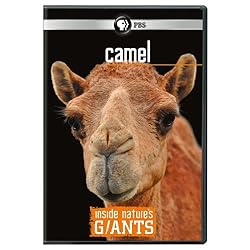 Inside Nature's Giants: Camel