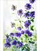 Photographic Prints of Aster chinensis from Science Photo Library