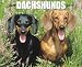 Just Dachshunds 2010 Wall Calendar
