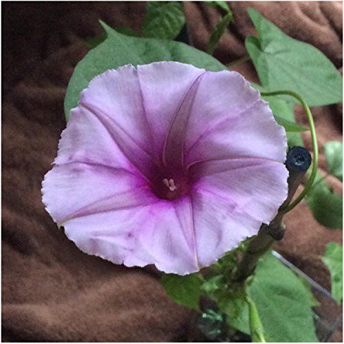Package of 10 Seeds, Lavender Moonflower (Ipomoea turbinata) Non-GMO Seeds By Seed Needs Package of 10 Seeds, Lavender Moonflower (Ipomoea turbinata) Non-GMO Seeds By Seed Needs