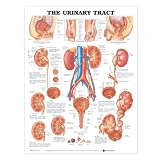 The Urinary Tract Anatomical Chart
