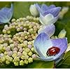 Ladybug NectarTM - 8 Ounces - Attracts & Keeps Beneficial Insects in the Garden