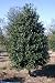 Mary Nell Holly Shrub/Tree ~Hard to find~