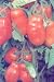 San Marzano Tomato 50 Seeds - Great for Sauce!