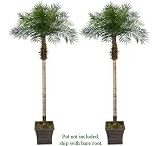 TWO 8.5' Date Phoenix Artificial Tropical Palm Trees, with No Pot,