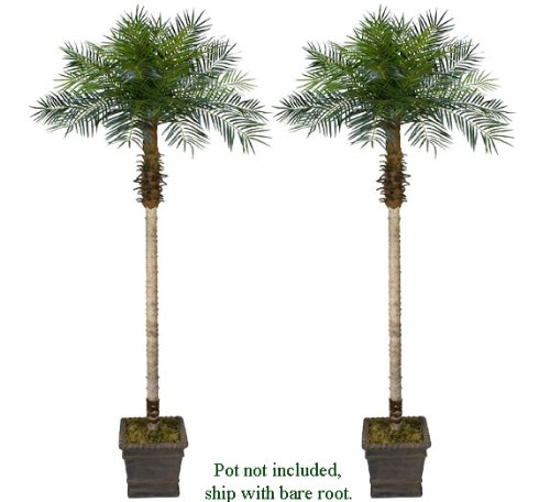 TWO 8.5′ Date Phoenix Artificial Tropical Palm Trees
