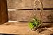 Hinterland Trading Air Plant Tillandsia Bromeliads Kit Teardrop Terrarium with Pebbles and Moss Great Little Houseplant