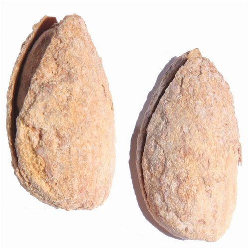 Almonds in Shell Roasted Salted by Bulk Nuts