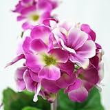 Détails sur le produit