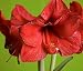Red Flowers Amaryllis - 24