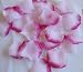 200 Pink/Fuchsia Silk Rose Petals Wedding Party Favors, Brand New, Beautiful Quality!