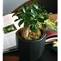 【送料無料】ガジュマル陶器鉢植え(ブラック)