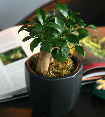 【送料無料】ガジュマル陶器鉢植え(ブラック)