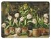 Combo (6) - A Dozen Tulips