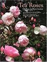 Tea Roses: Old Roses for Warm Gardens