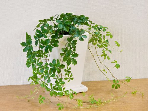 パーセノシッサスシュガーバイン type3 お手軽ミニサイズ ご自宅用に最適な観葉植物　白系陶器鉢植え 【送料無料】