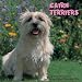 terrier47 - Cairn Terriers 2009 Wall Calendar
