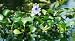 20 Live Water Hyacinth- Pond Aquatic & natural filter plants