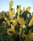Eigenschaften fesaja-versand  / Feigenkaktus, Nopal, Indian Fig / Opuntia ficus-indica (Saatgut, Samen)