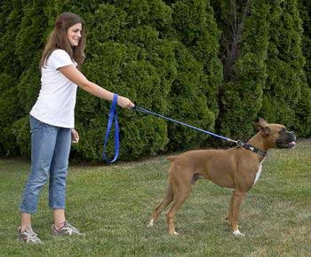 Dog Double Handled Leash Black 1X6'