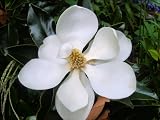 D D Blanchard Magnolia Tree