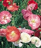 Shirley Poppy - Heirloom 50 Seeds