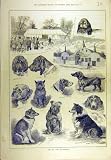 1884 Dog Show Warwick Hounds Canine Sport Print