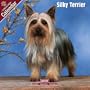 2009 Silky Terrier Wall Calendar