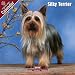 2009 Silky Terrier Wall Calendar