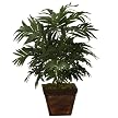 Parlor Palm In Small Square Bamboo Planter