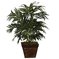 Parlor Palm In Small Square Bamboo Planter