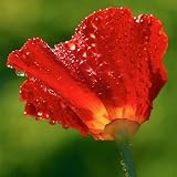 51zeOHskd5L. SL160  500 Red California Poppy Seeds By Seed Needs