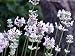 Jean Davis English Lavender Herb - Perennial - 25 Plants
