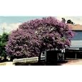 Blue Jacaranda Tree 20 Seeds - Tropical