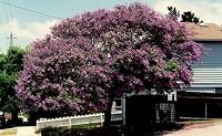 Blue Jacaranda Tree 20 Seeds - Tropical