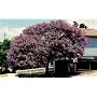 Blue Jacaranda Tree 20 Seeds