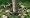 Wild Grass Solar Garden Lights (6 LED Lights, 2 solar stakes). Spring outdoor lighting using Free solar energy.