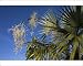 Photographic Prints of DH-3970 Fan Palm flower from Ardea Wildlife Pets