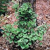 Trees - Ginkgo biloba Spring Grove