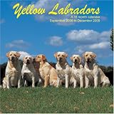Yellow Labradors 2009 Wall Calendar