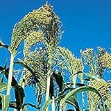 Organic Hungarian Broom Corn 150 Seeds - Annual - B000UANIYK
