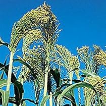 Organic Hungarian Broom Corn 150 Seeds
