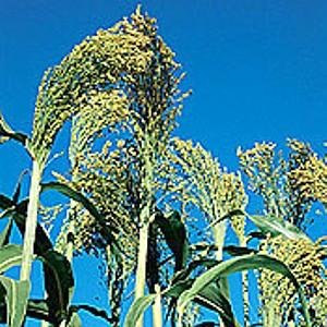 Organic Hungarian Broom Corn 150 Seeds