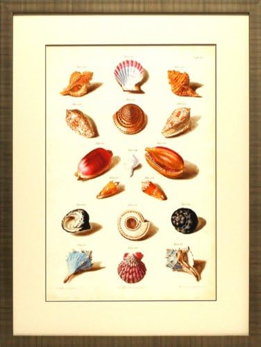 North American Art Muller Shells VI Framed Beach Art