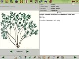 Click for more about Complete Gardens: Chris Beardshaw Interactive Plant Selector and Pruning Guide: Plant Finder Encyclopaedia (PC/Mac) - Complete Gardens CD-ROM Ltd.
