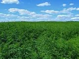 Industrial Hemp - 24W x 18H - Peel and Stick Wall Decal by Wallmonkeys