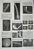 1857 HALLEY'S COMET SUN ENCKE'S ASTRONOMY STARS PRINT