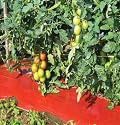 David's Garden Tool Mulch SRM Red 4 Feet Wide x 100 Feet Long
